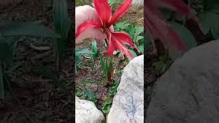 Sprekelia formosissima/lirio azteca #amaryllis #krino #plants #shorts #nature #garden #yard #lily