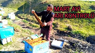 Bu mevsimde arı bölünür mü Mart ayı arı kontrolü detaylı anlatım ne fayda