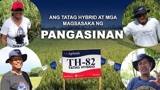 Pagpapatunay ng mga Magsasaka ng Pangasinan sa Tatag Hybrid TH-82