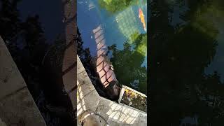 Бегемотик! Лимассольский Зоопарк, Кипр 🦛🌴♥️ Hippo! Limassol Zoo, Cyprus