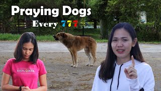 777 prayer and Devotion: Praying Dogs