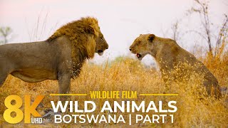 8K Amazing Wildlife of Botswana - Savuti, Linyati & Riverfront of Chobe National Park - Part 1