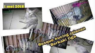 KUCING INI BERKAKI TIGA, AMBIL DI JALANAN