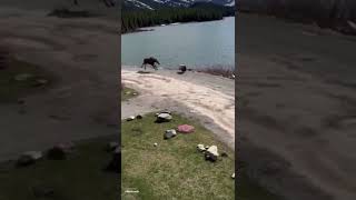 MOOSE chases Grizzly Bear #shorts