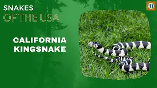 CALIFORNIA KINGSNAKE