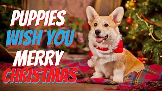 PUPPIES WISH YOU A MERRY CHRISTMAS - MERRY CHRISTMAS PUPPIES