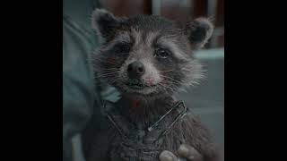 Rocket Racoon || Rocket edit - VØJ, Narvent - Memory Reboot || #marvel #viral #edit #rocketraccoon