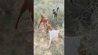 Beautiful Goats #ytshorts #goats #thar #animals #shorts #desertlife