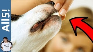 5 Common Things That Are Toxic To Dogs!