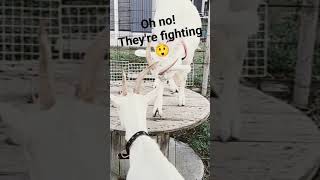 Why are you fighting 😡 Don't fight! 😲| one greedy goat doesn't wanna share food with its mate 😆