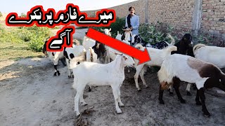 mara Mall Eid ka Lay mashsllha Bakra eid 2024