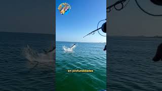 Conocías al tarpon real o sábalo🐟🎣