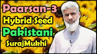 Hybrid Sunflower Seeds In Pakistan-parsan-3 | Sunflower Varieties✅ | Surajmukhi Ki Kasht In Pakistan