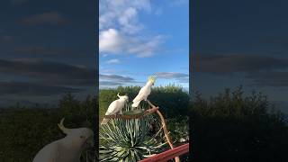 Sulphur Crested Cockatoo