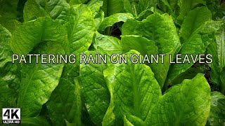 Pattering Rain Falling on Giant Leaves 🌿 Relaxing Nature Sounds for Sleep, Insomnia, Stress