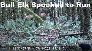 Bull Elk Spooked by Something in Front of Our Trail Camera