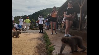 Japan tour 2024 Arashiyama Monkey Park in Kyoto