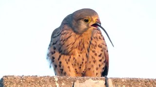 Gheppio e topo - Kestrel and mouse (Falco tinnunculus)