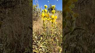 Phlomis lychnitis L. (candelera)