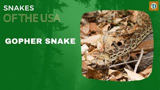 GOPHER SNAKE