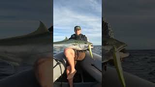 Winter Kingfish action