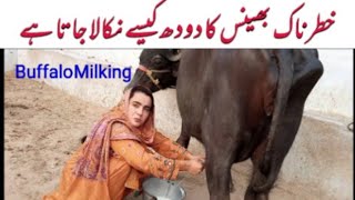 Larki ny Ghussily Buffalo ki kis tarha Milking ki ll Angry Buffalo Milking ll Village Girls Life