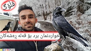 خواردنمان برد بۆ قەلە رەشەکان