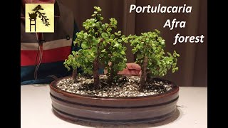 Portulacaria afra forest 3