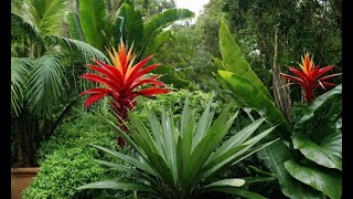 Tropical Plants in Temperate Climates: How to Make Them Thrive