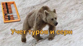 🐻 КАВКАЗСКИЙ ЗАПОВЕДНИК - поход на учет туров и серн. Гора Тыбга