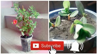 How to grow portulaca plant faster || how to grow portulaca from cutting.