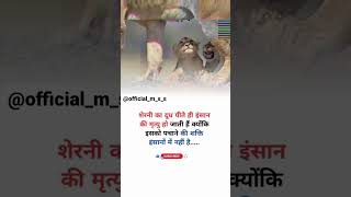 शेरनी का दूध पीने से इंसान की मृत्यु हो जाती है...!#viral #trending #youtubeshorts #shortsfeed