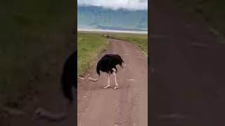 Ostrich road block