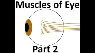 Extraocular Muscles: Part 2, movement of eyeball