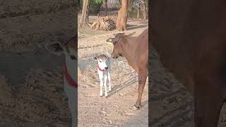 Little Bullock Playing #shorts