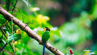 Bird Sounds for Stress Relief & Brain Restoration #BirdSounds #BirdLovers  #BeautifulBirds