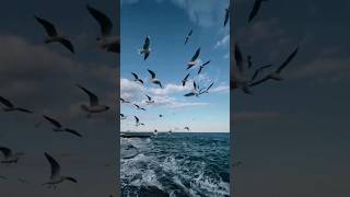 Birds Flying Over the Sea #birds #animals #nature #shorts #ytshorts