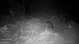 Blanfords' Fox in Iraq - شا ڕێوی - ثعلب الافغانی Vulpes cana