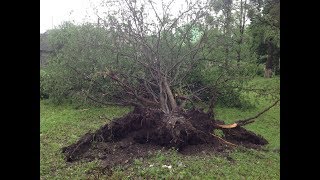 Войнилів, наслідки буревію (28.05.2019р.)