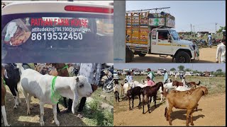 Qurbani bakro ki Barish...Tonk Bakra Mandi...Live Update....14/06/2023...By #PathanFarmHouse..😇