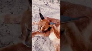 Caracal Belly! ADORABLE