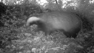 Badger