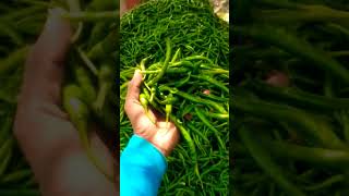 Indian Green Chili #chilli #chill #spices #india #greenvegetable #greenchilli #agriculture