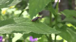 Tanbark borer - Beetle (Phymatodes testaceus) 2015