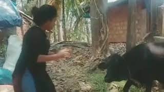 Gram bangla dance with cows nice song super comedy