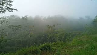 Walking in Foggy Morning in Cornfield | So Calming