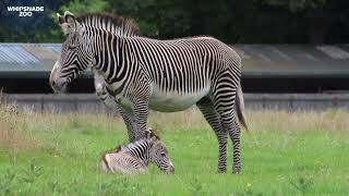 Whipsnade zookeepers celebrate the birth of endangered Grevy’s zebra