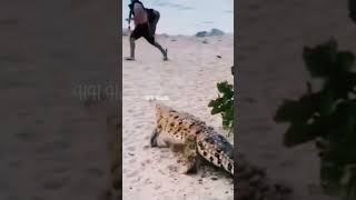 Always pay attention when walking on the beach 🐊