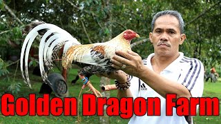 Lets Visit The Farm Of Golden Dragon Gamefarm 888