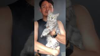 #kucing #anabul #kucinglucu #kucingimu #cat #anabulanabullucu #catlover #anggora #funny #shorts